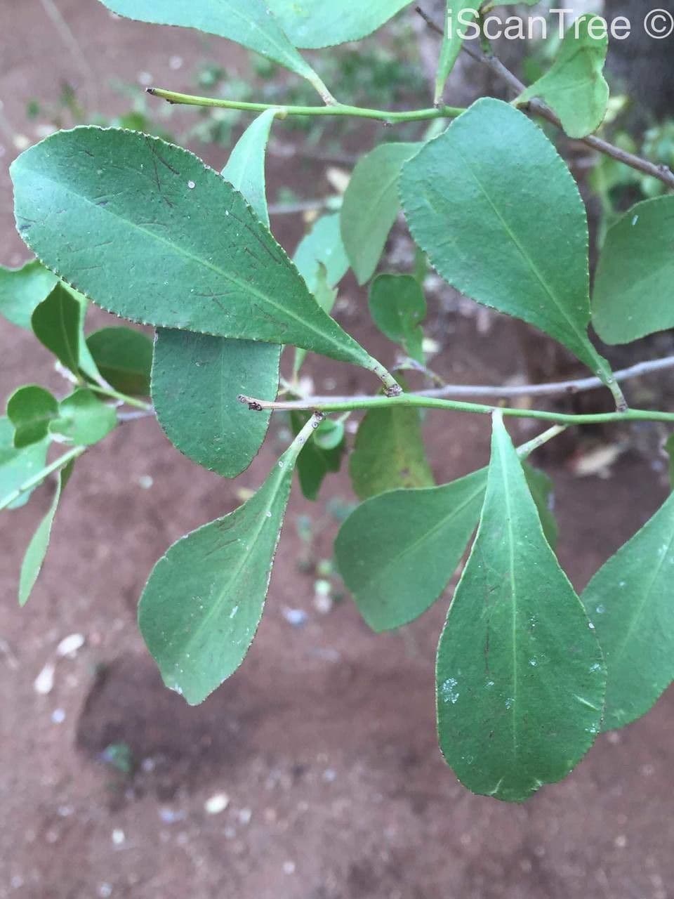 Gymnosporia 16