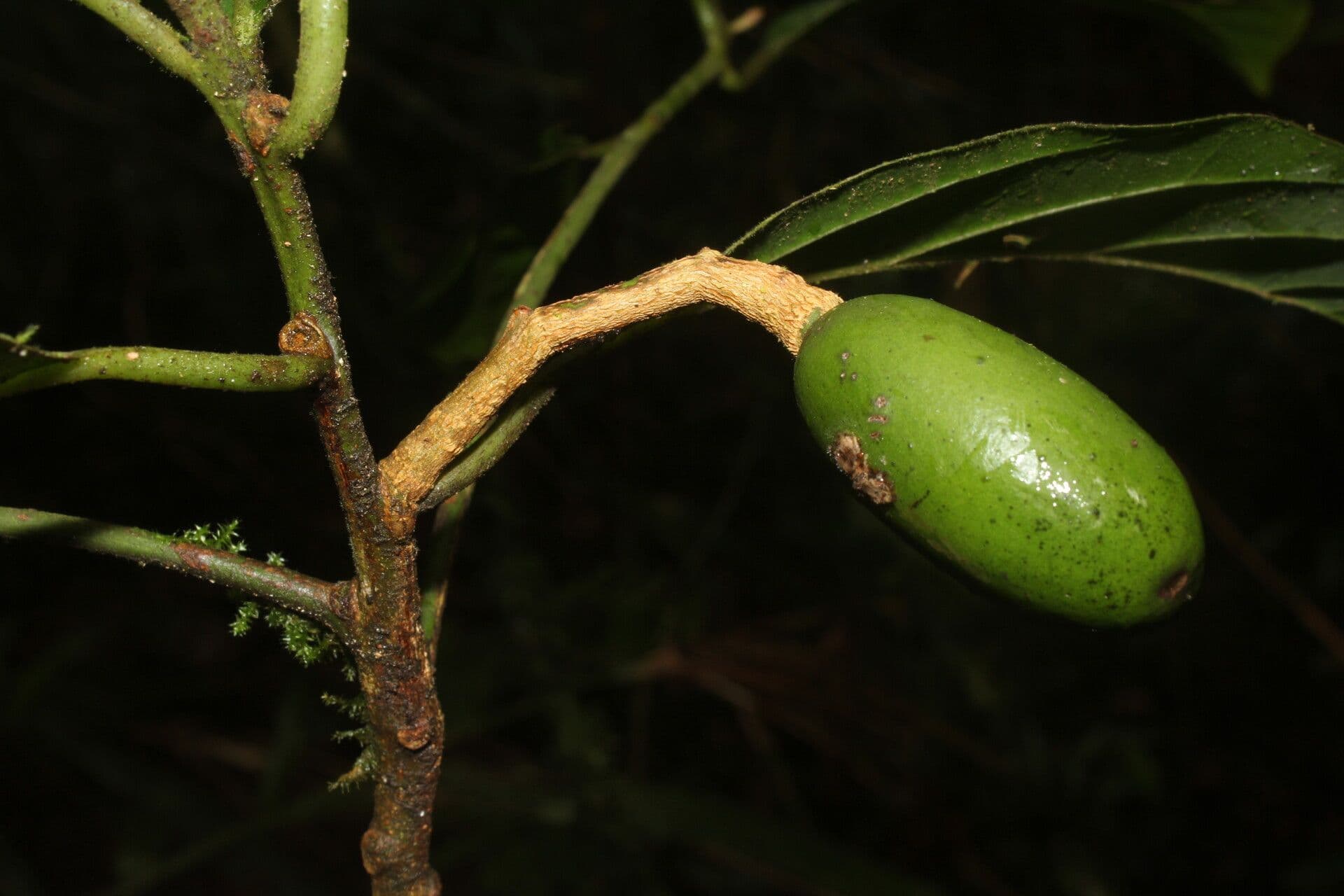 Beilschmiedia costaricense 3