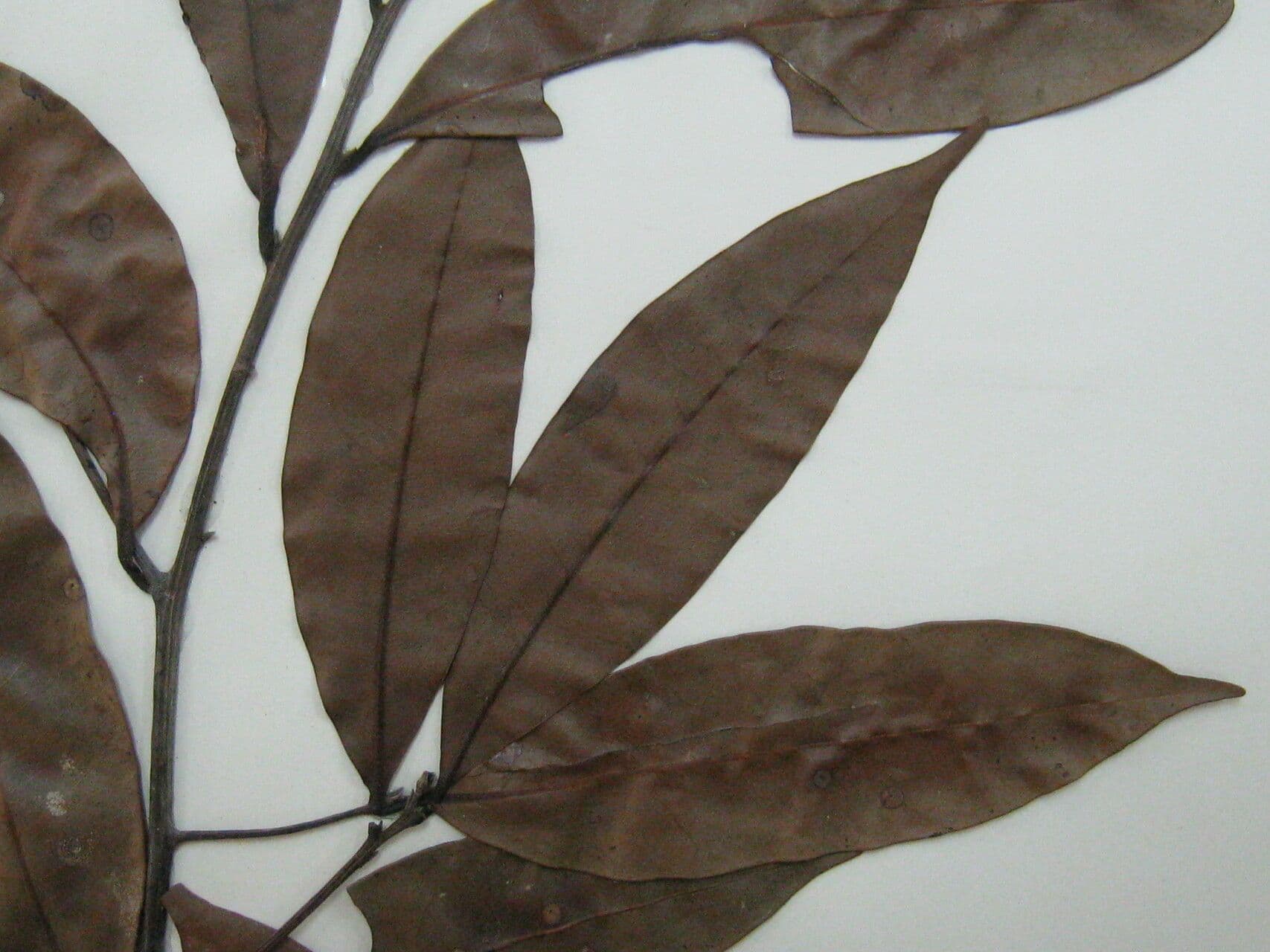 Ceanothusblättrige Ocotea 7