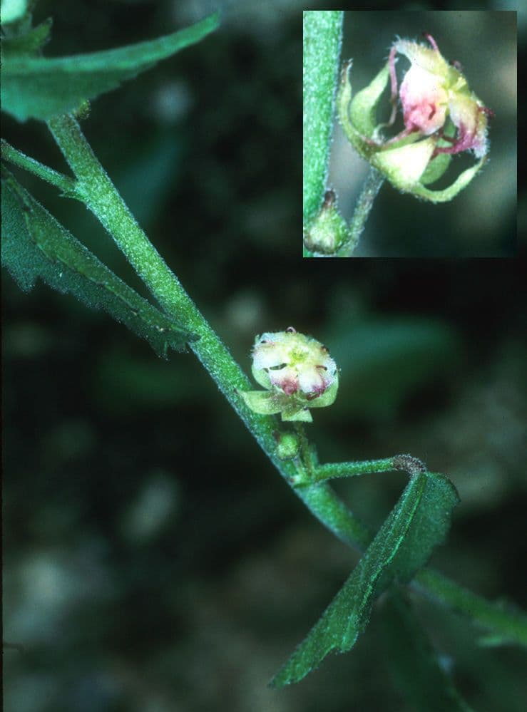 Ayenia compatta 20