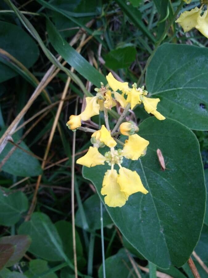 Stigmaphyllon 6
