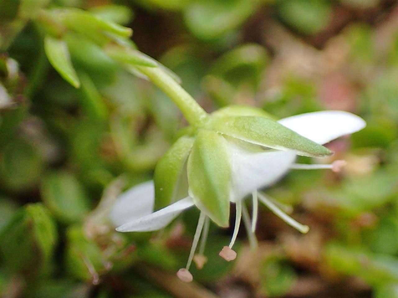 Arenaria biflora 3