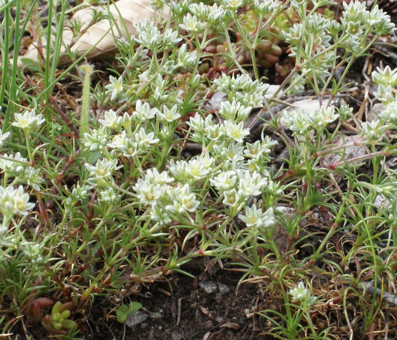 Centonchio perenne 13