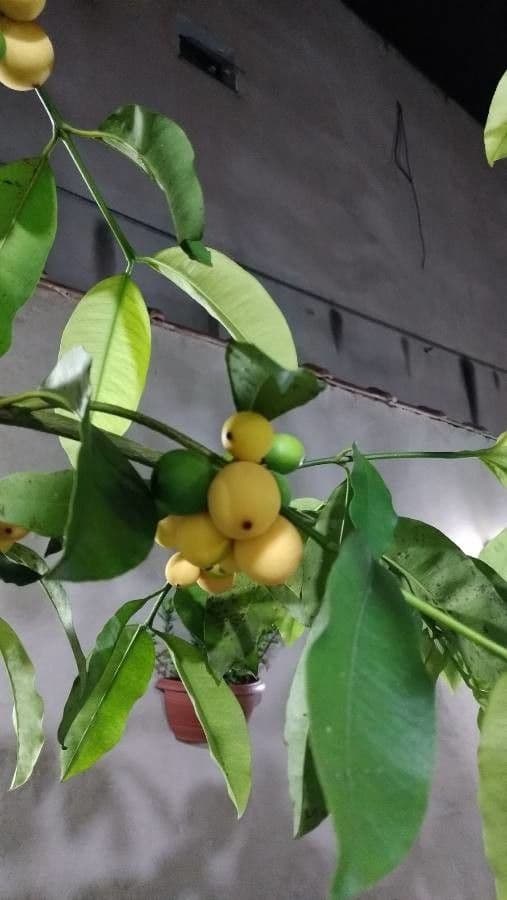 Garcinia cochinchinensis 4