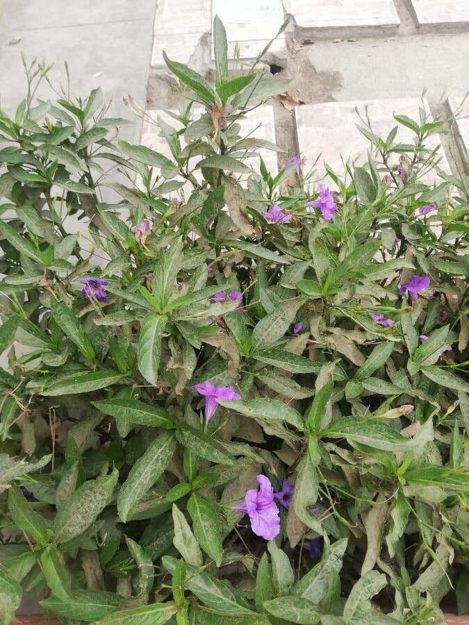 Ruellia simplex 27