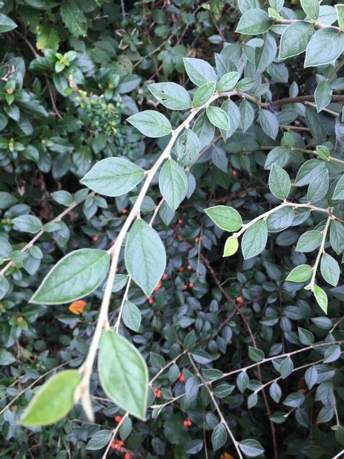Cotoneaster di Franchet 16