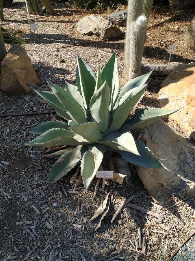 Wüsten-Agave 22