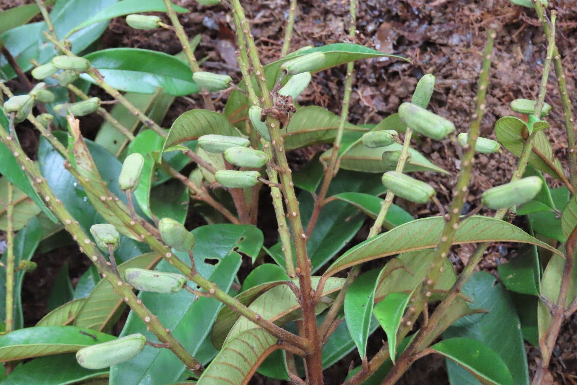 Vochysia 2