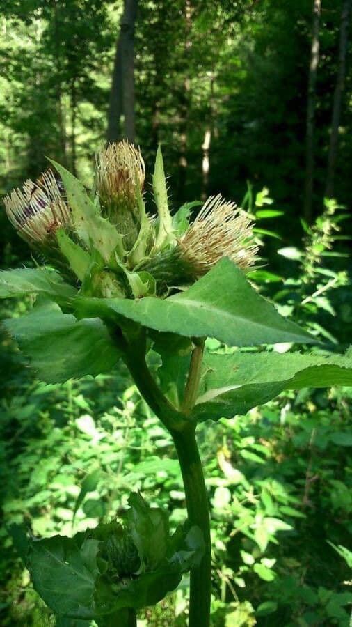 Kohldistel 10