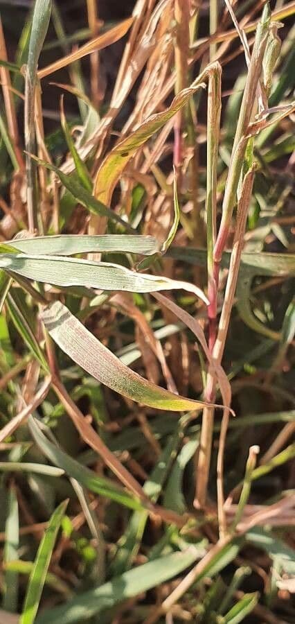 Chloris pycnothrix 11