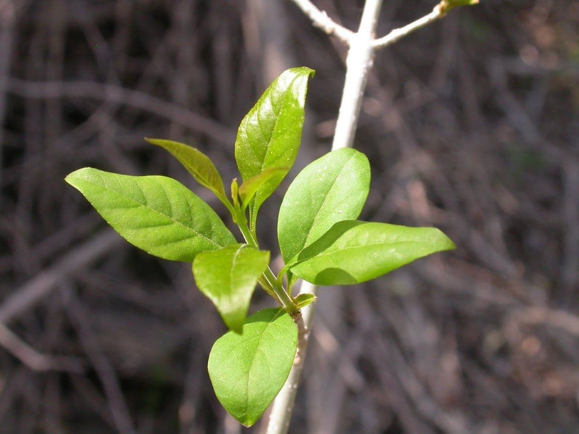 Forestiera 8