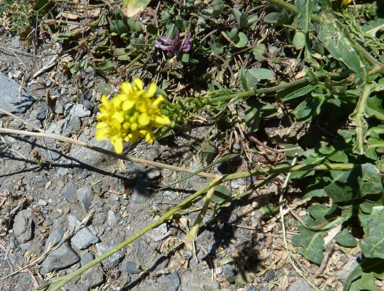 Erba perla d'Austria 28