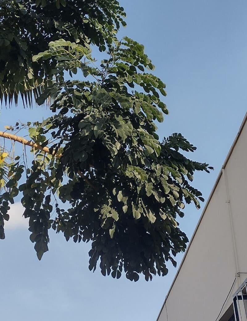 Samanea 5