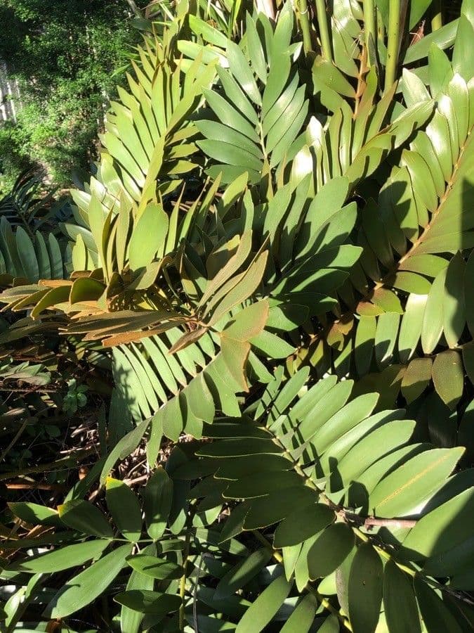 Zamia 19