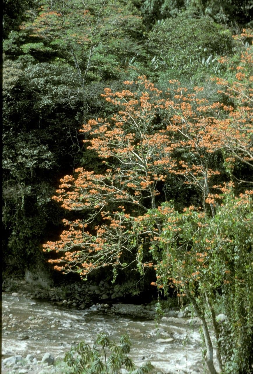 Poeppigs Korallenbaum 7