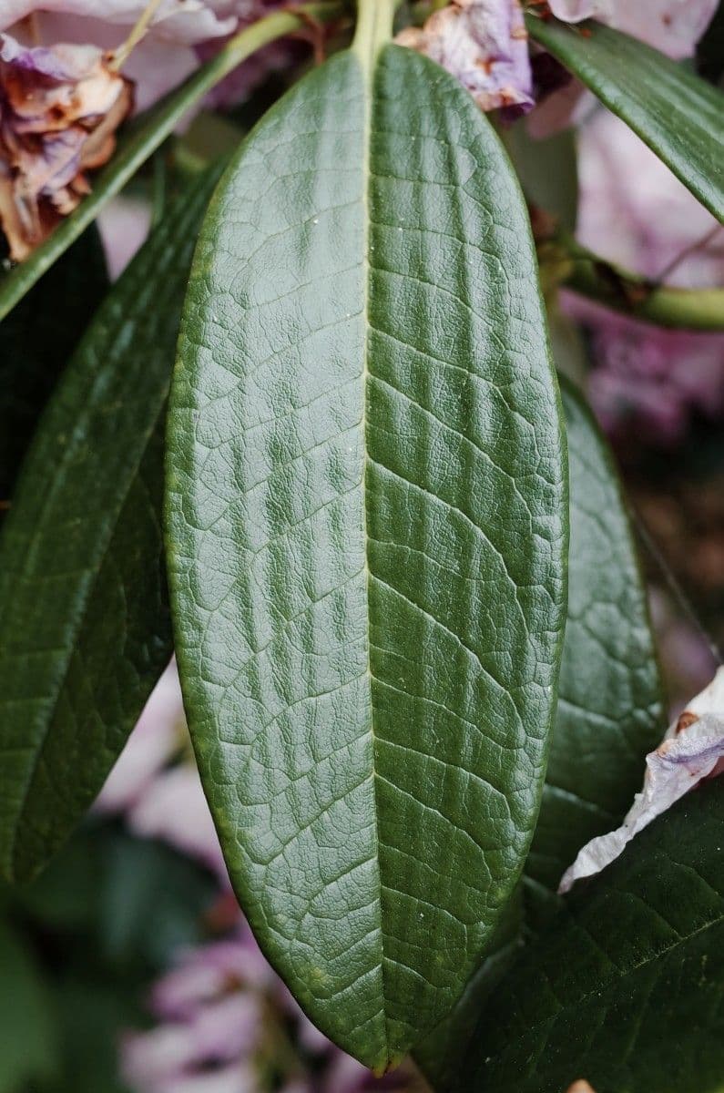 Rhododendron 14