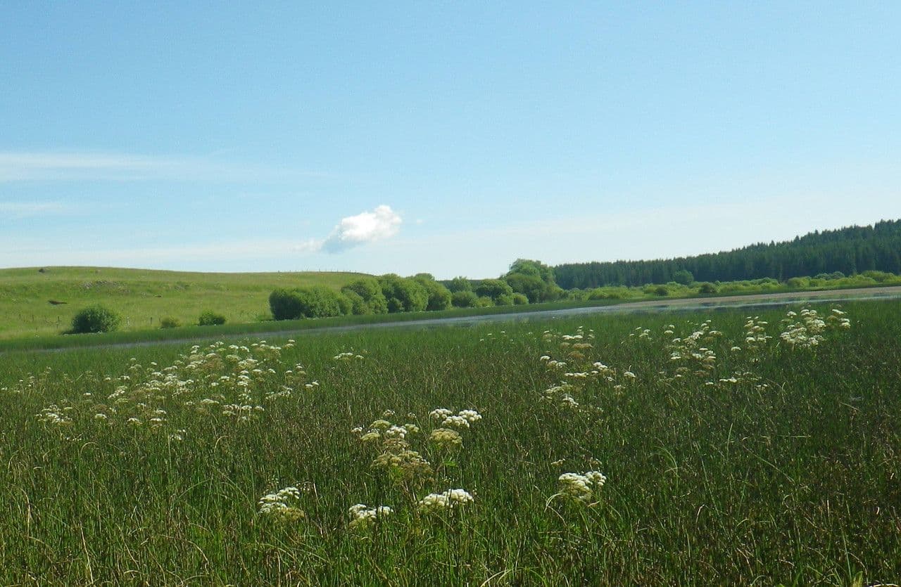 Wasserschierling 13