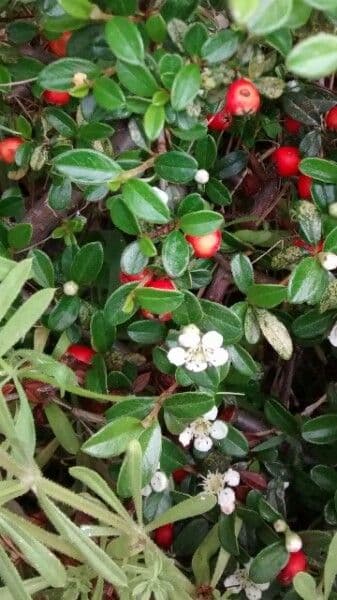 Cotoneaster 7