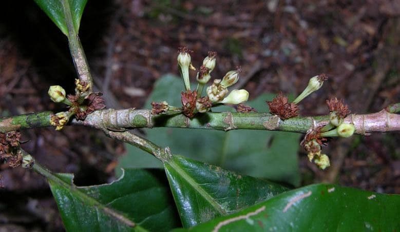 Erythroxylum 17