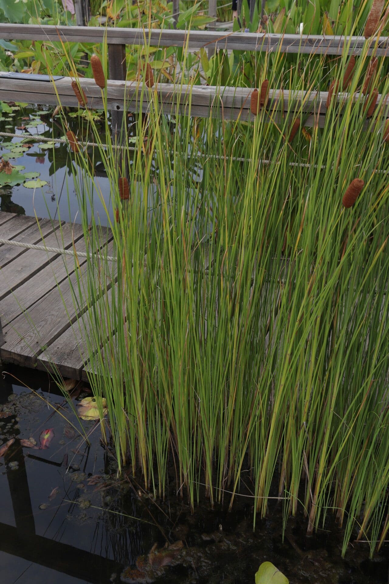 Typha laxmannii 10