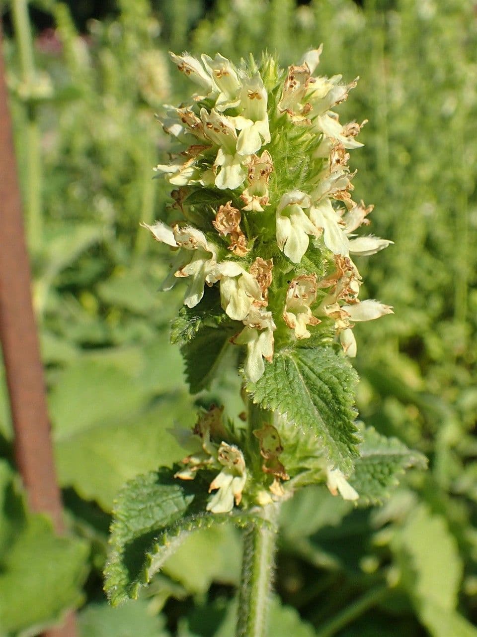 Betonica 7