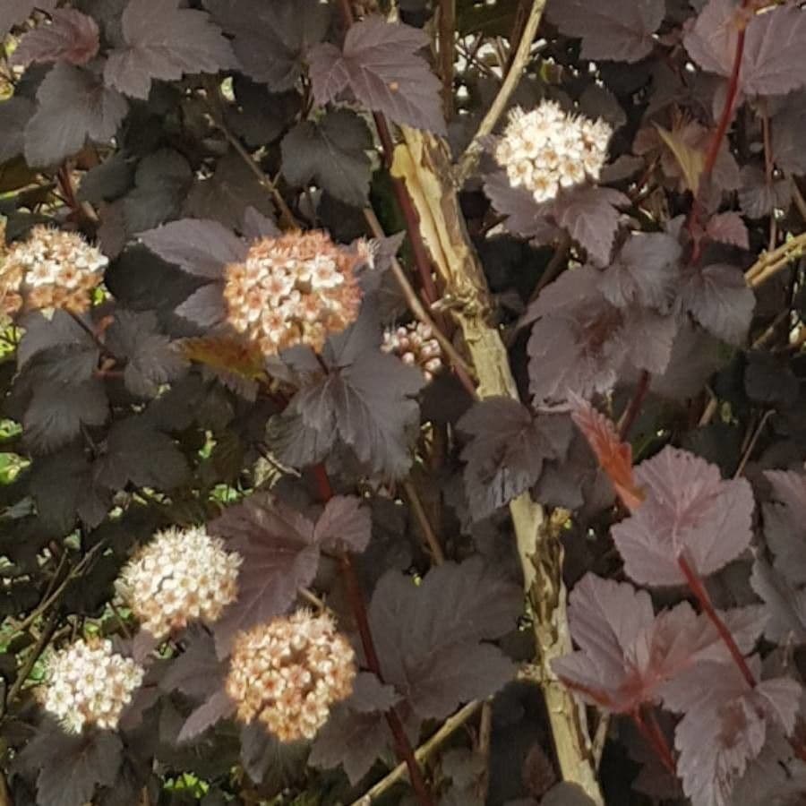 Potočnice strední 22