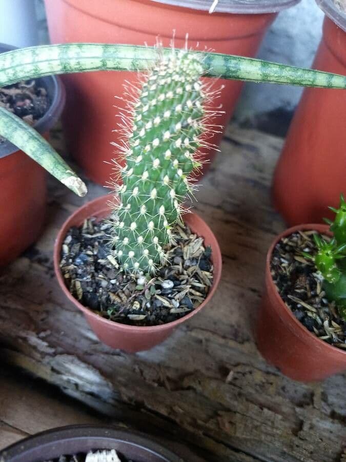 Feuer-Cholla 15