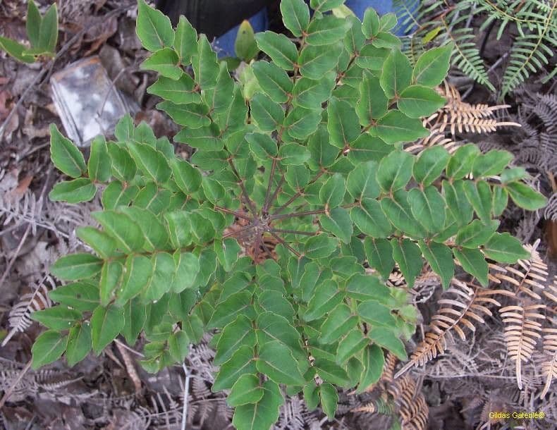 Polyscias 6