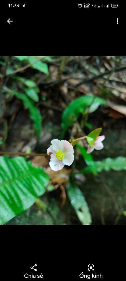 Begonia
