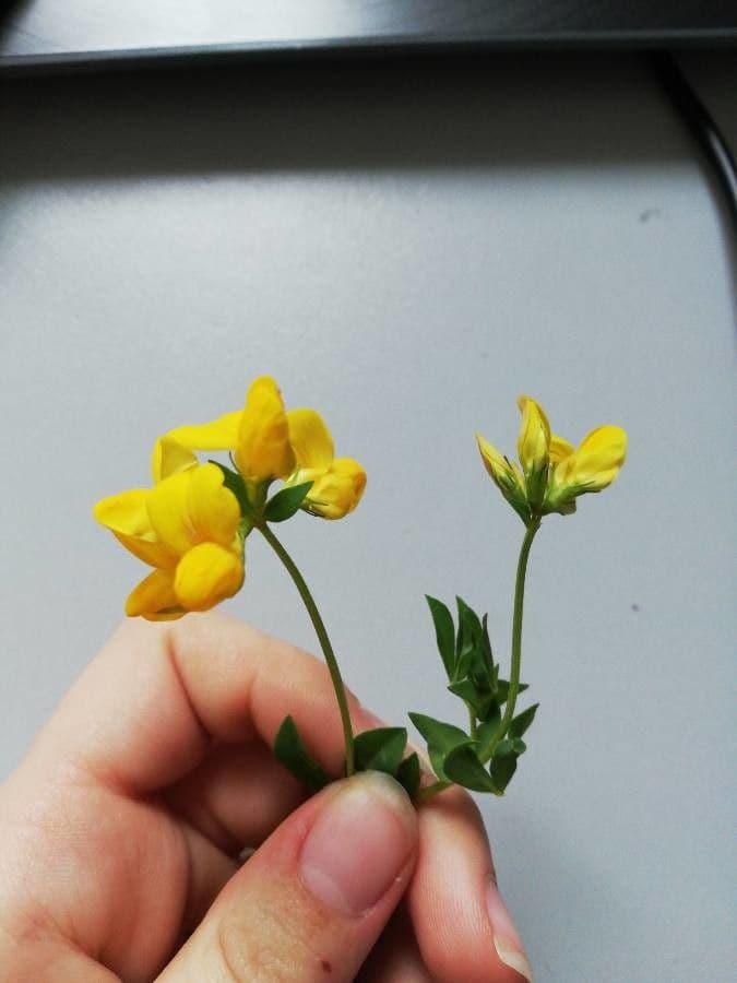 Lotier corniculé 27