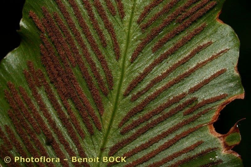 Asplenium hemionitis