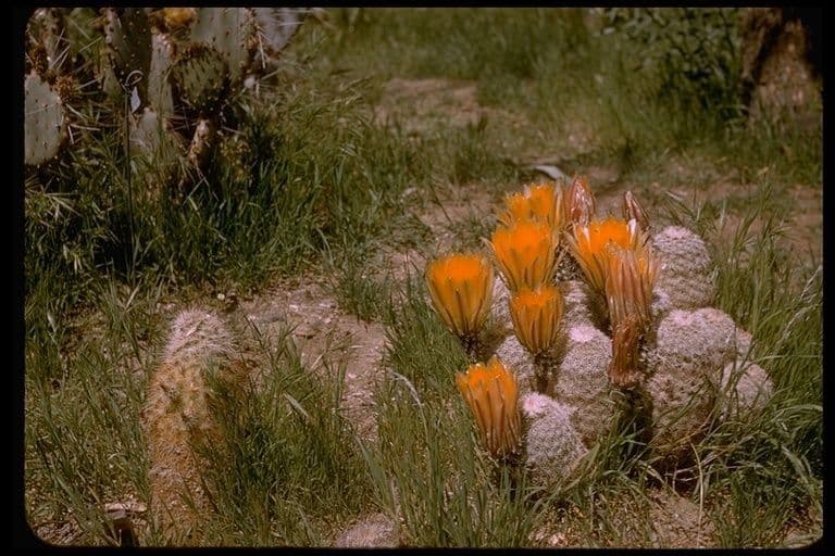 Echinocereus 10