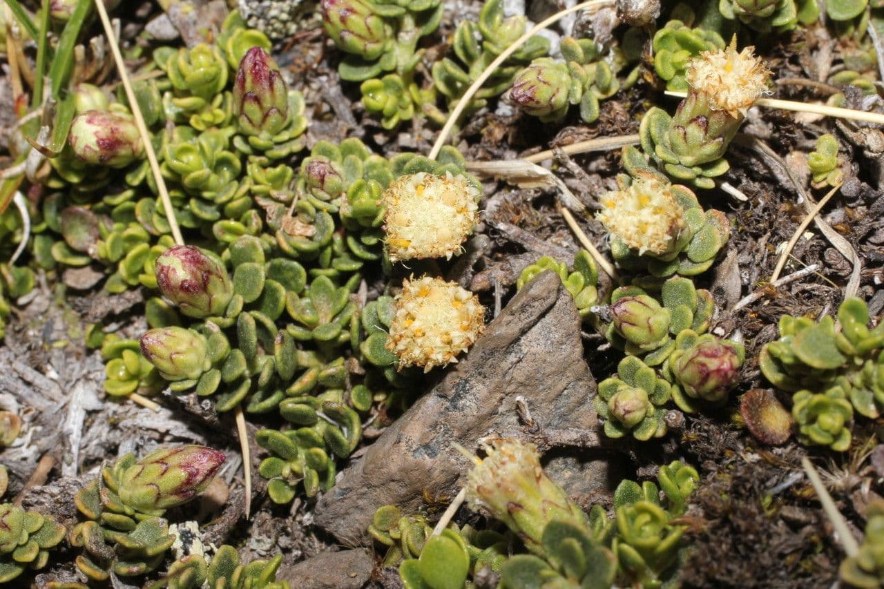 Baccharis 3