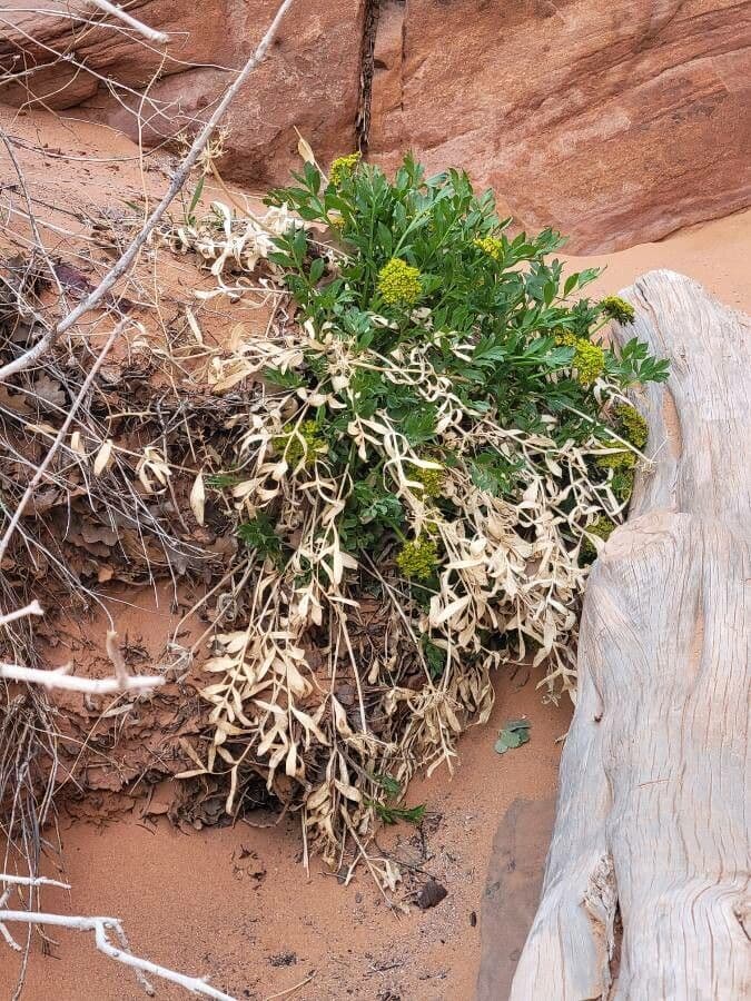 Lomatium