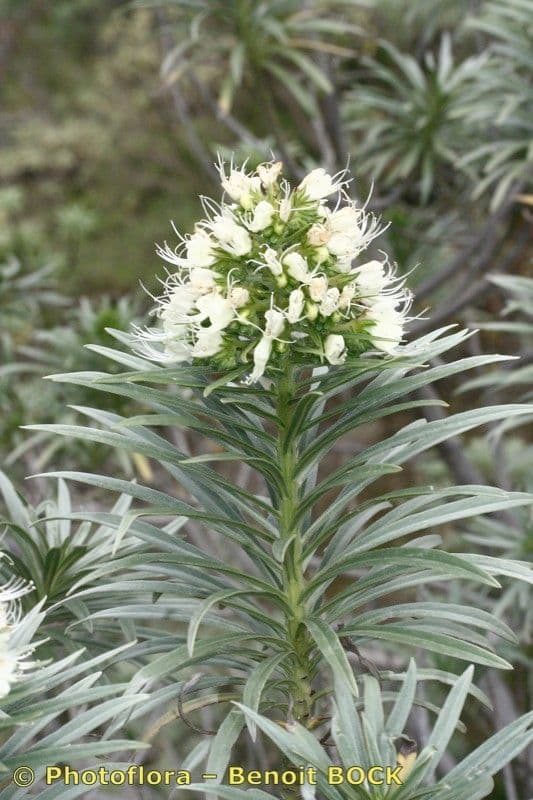 Echium 7