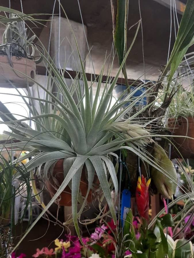 Tillandsia