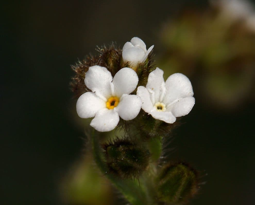 Plagiobothrys 3