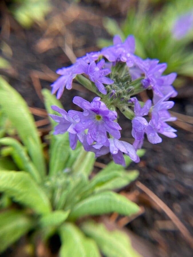 Primula denticolata 3