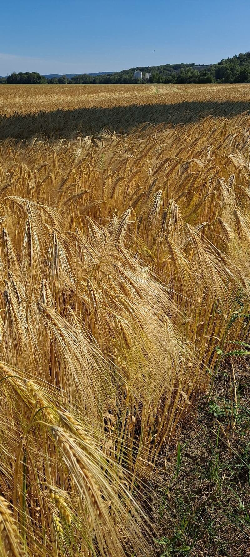 Orzo 11