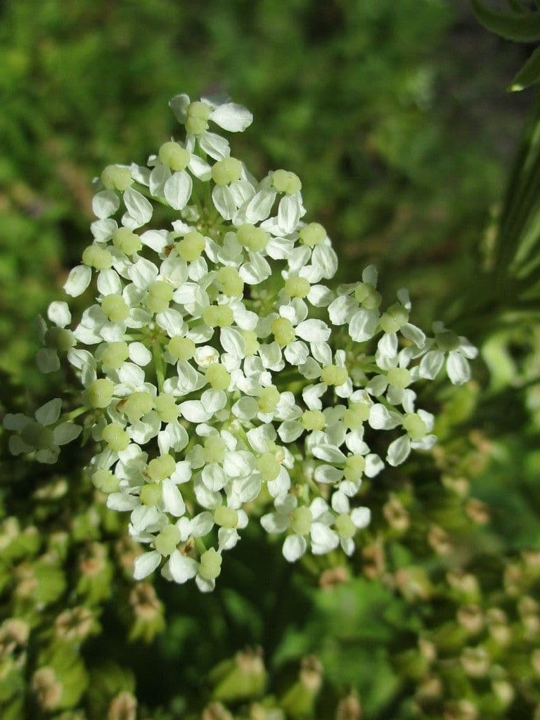 Pleurospermum austriaco 8