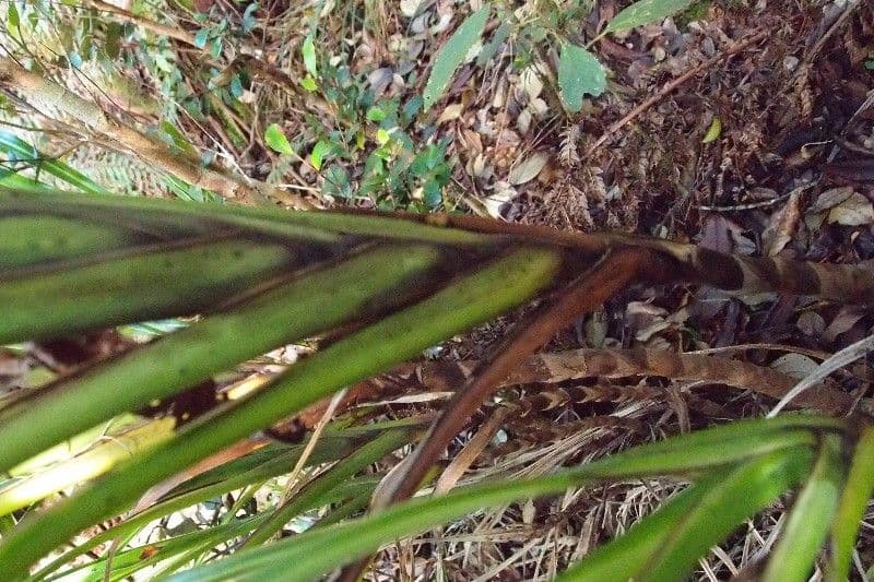 Cordyline mauritiana 26