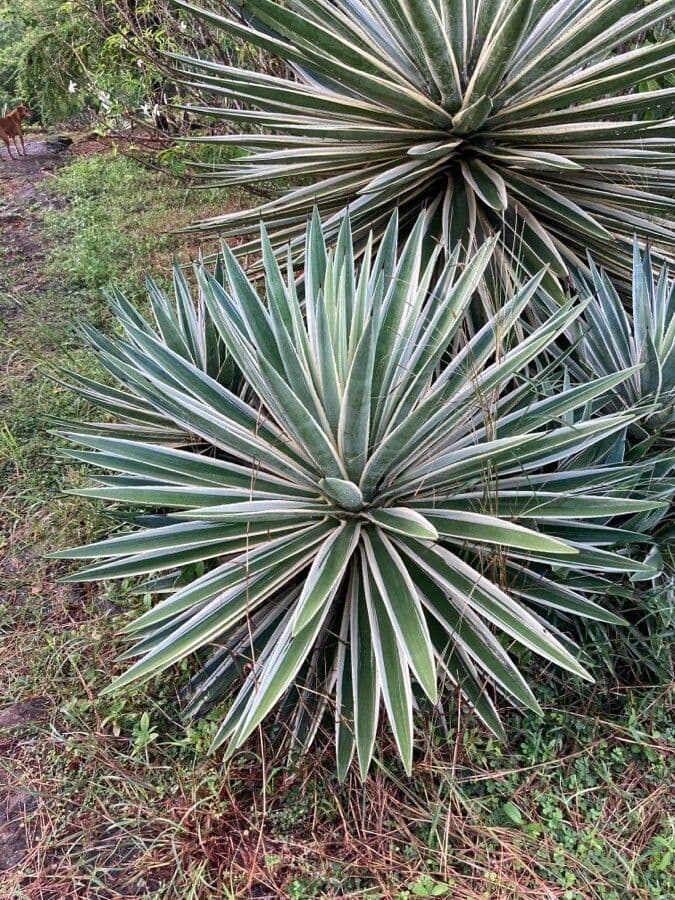 Garten-Sisal 18