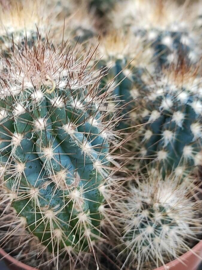 Pilosocereus pachycladus 19
