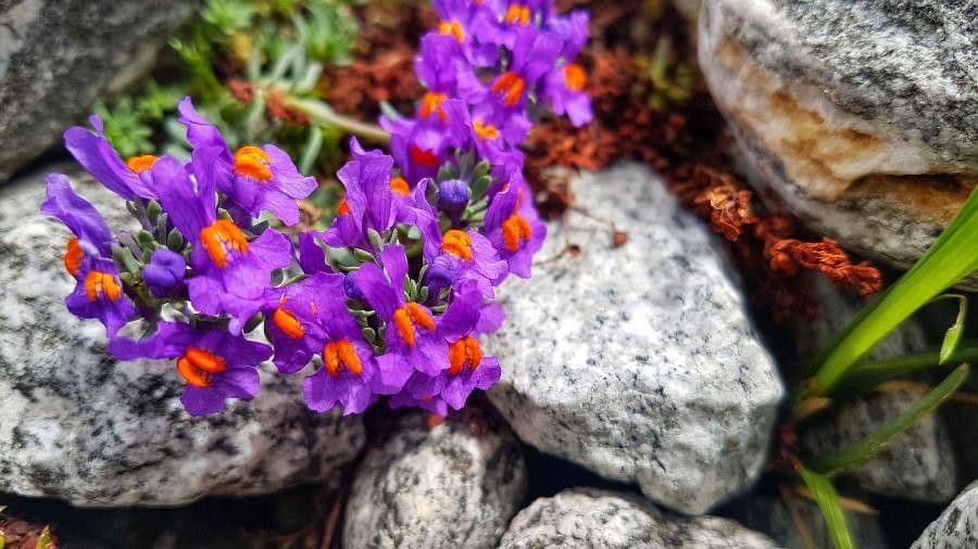 Linaria alpina 6