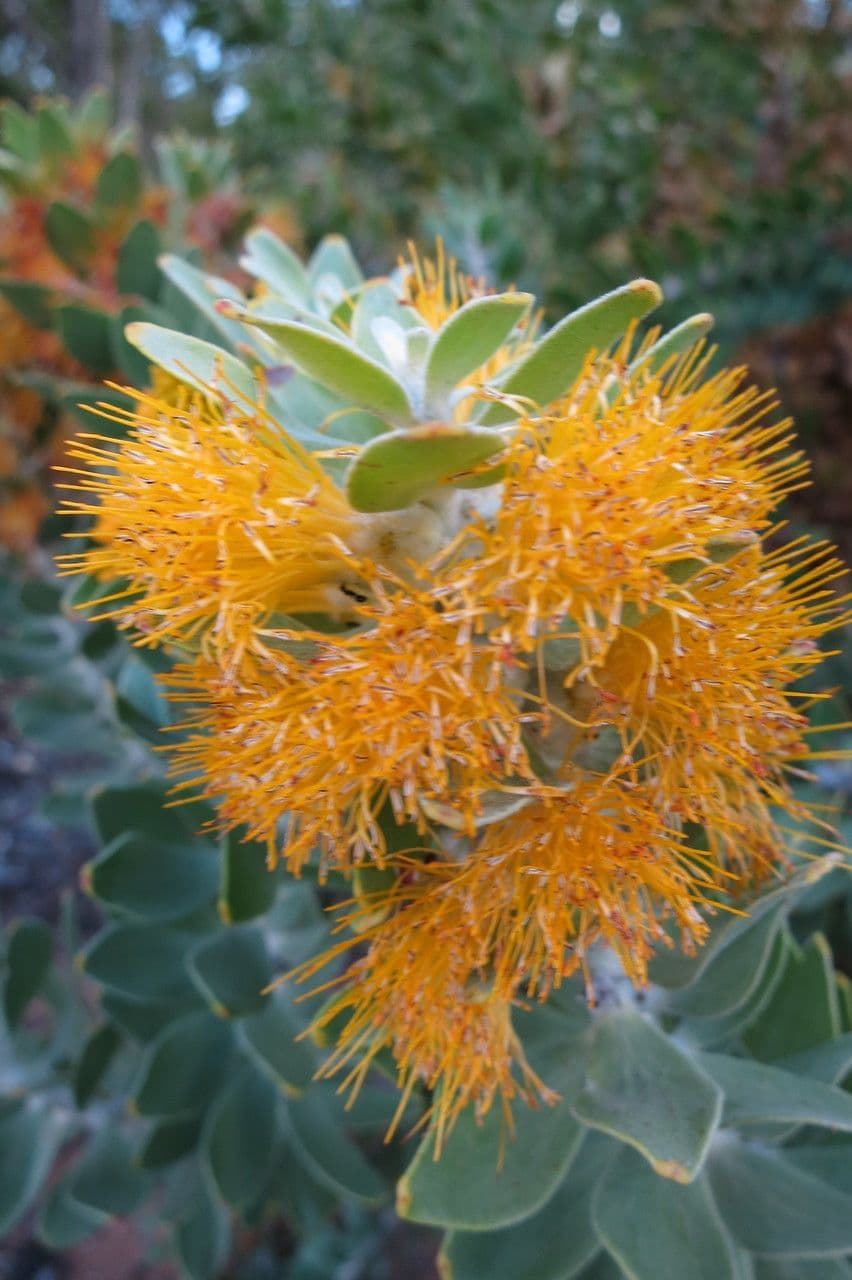 Leucadendron