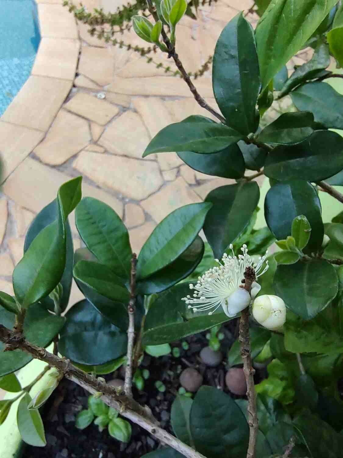 Jaboticaba 10