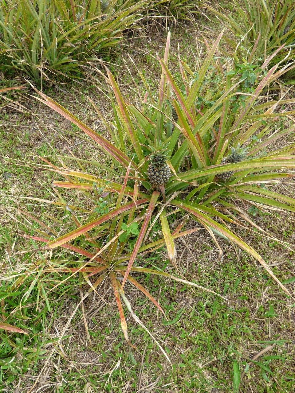 Ananas 15