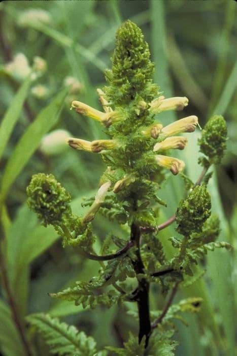 Pedicularis