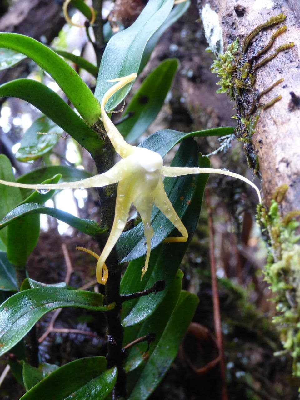 Angraecum 3