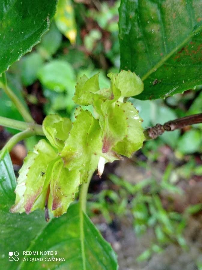 Drymonia seghettata 8